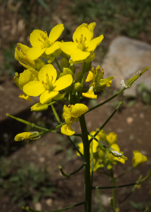 Bitter Winter Cress 2.jpg